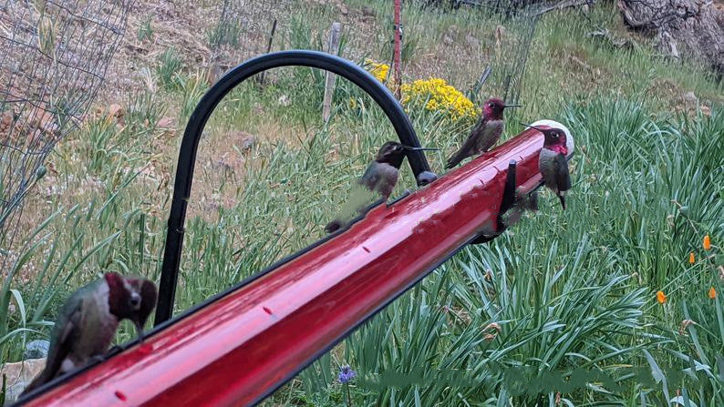 Long Tube Red Bird Feeder Hanging