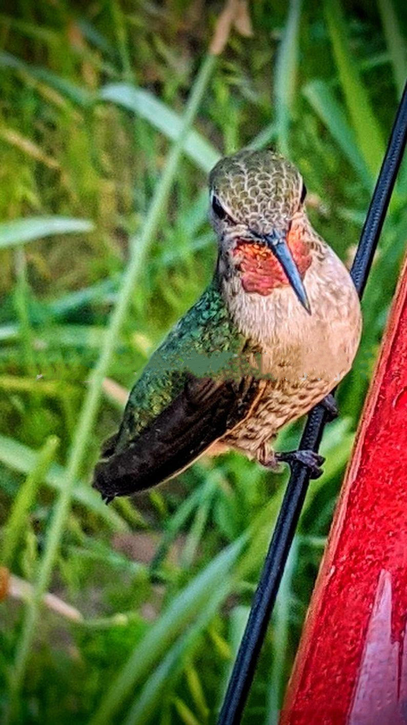 Long Tube Red Bird Feeder Hanging