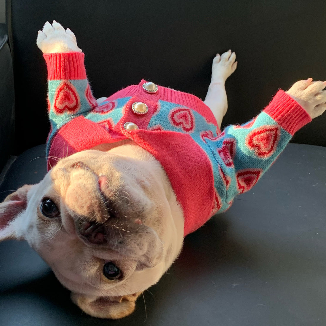 Pet Trendy Dog Sweater Cat French